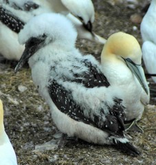 Gannet chick with adult