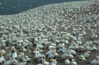 Gannet colony