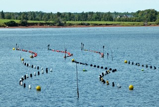 Mussel Farming