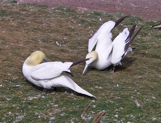 Pair of Gannets